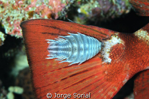 Isopod enjoying a free ride on a glasseye's tail (f18; 1/... by Jorge Sorial 